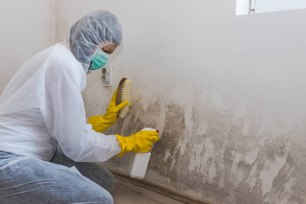 Best DIY Mold Remediation Support Services in Mojave, CA