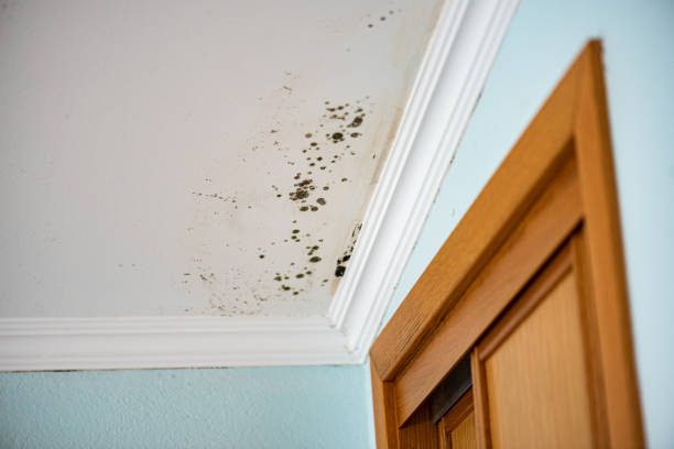 Best Crawl Space Mold Remediation in Mojave, CA