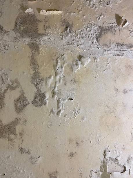 Best Basement Mold Remediation in Mojave, CA