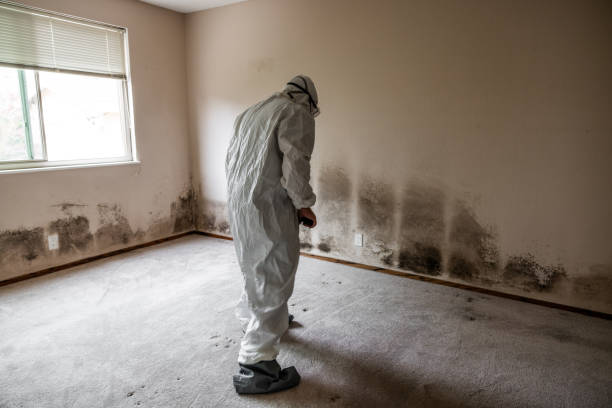 Best Black Mold Remediation in Mojave, CA