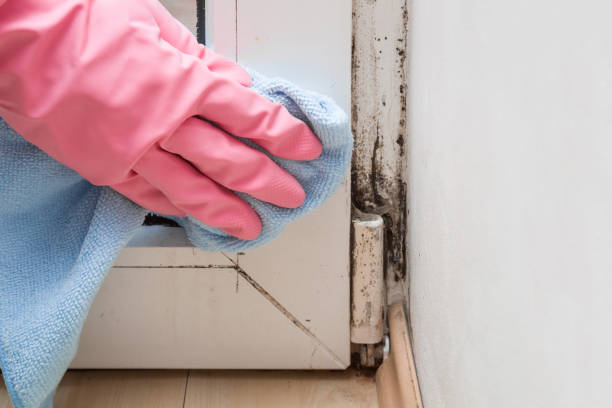 Best Attic Mold Remediation in Mojave, CA