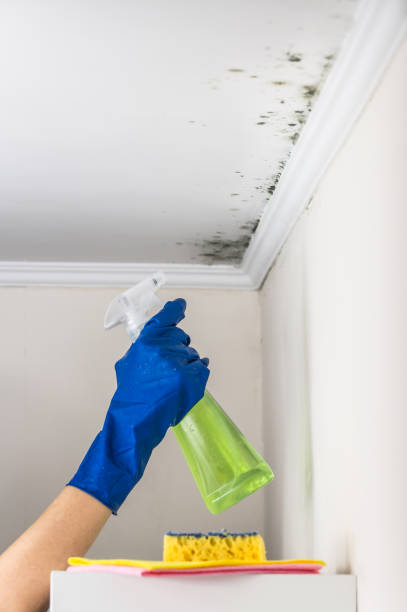 Best Commercial Mold Remediation in Mojave, CA